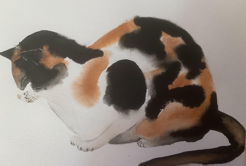 My Calico cat
