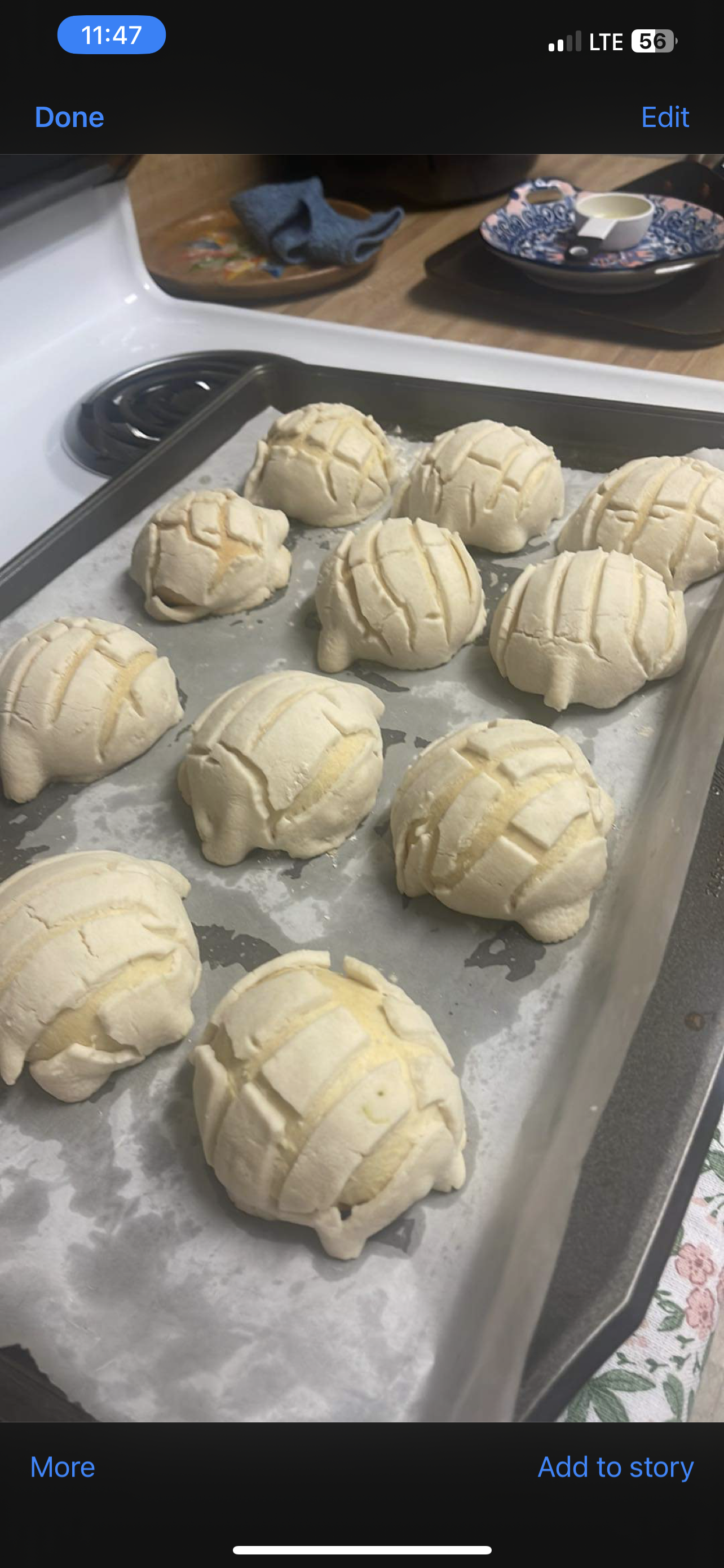 Conchas - student project
