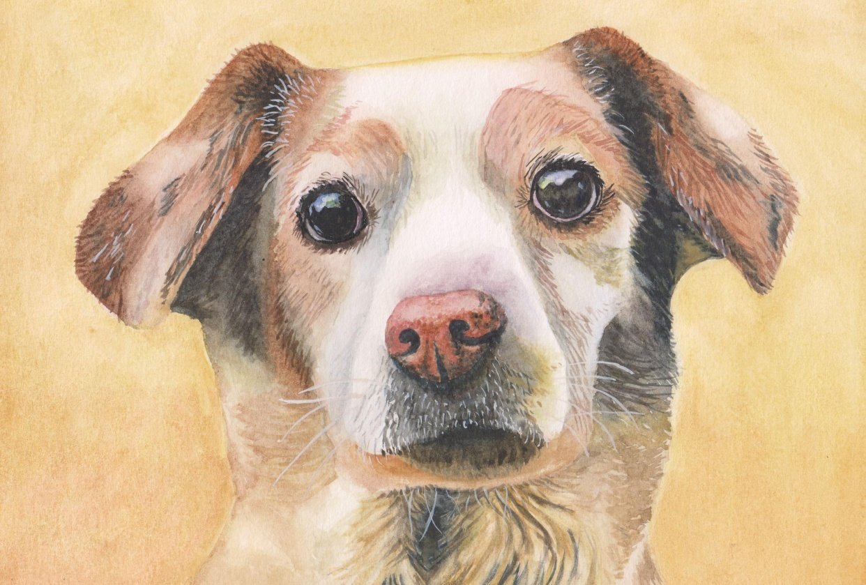 Doggy Delight - student project