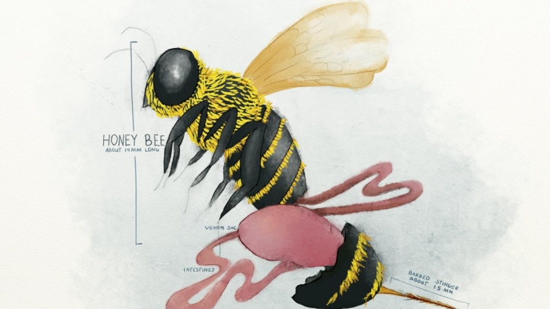 Honey bees only sting once