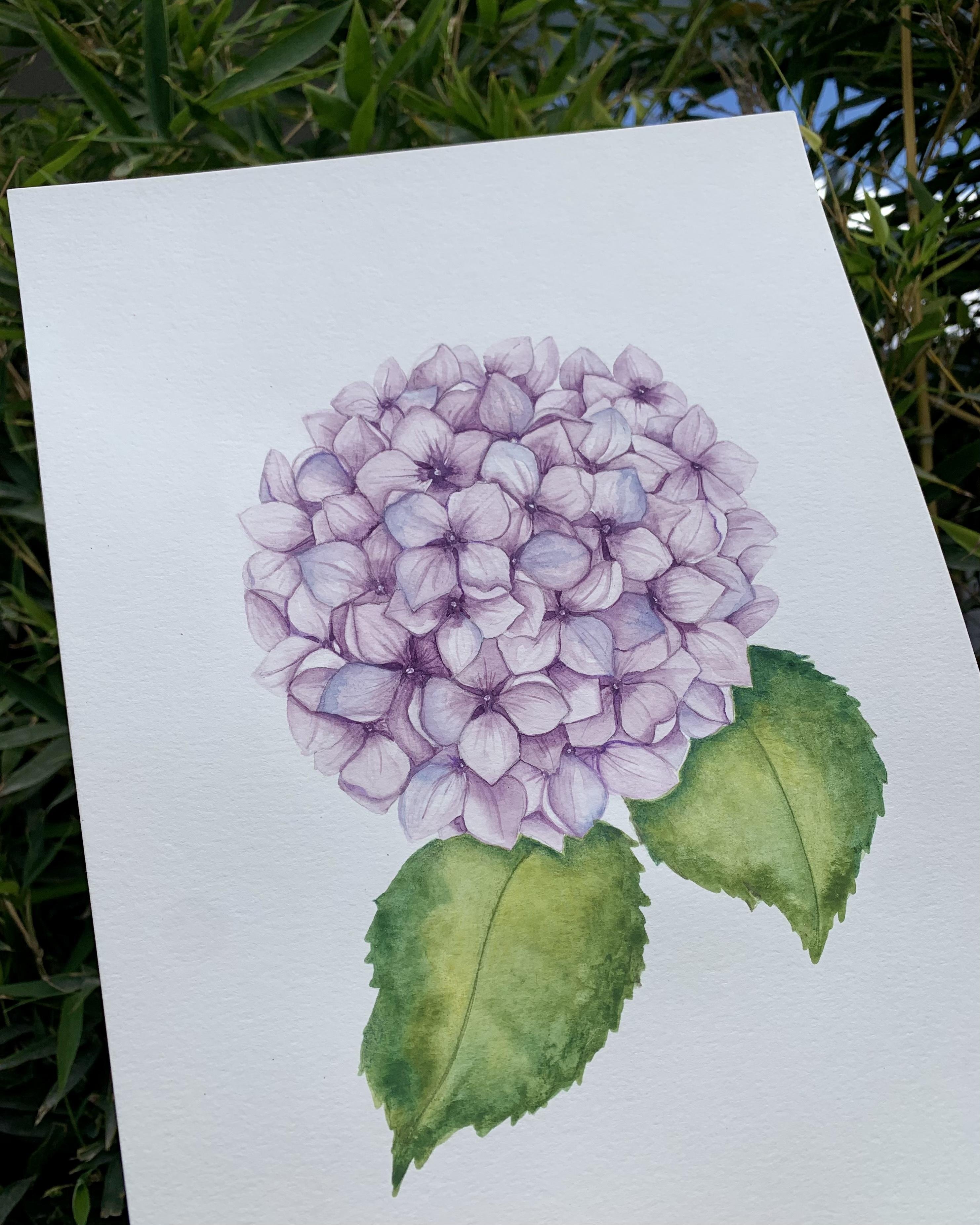 Hortensia - student project