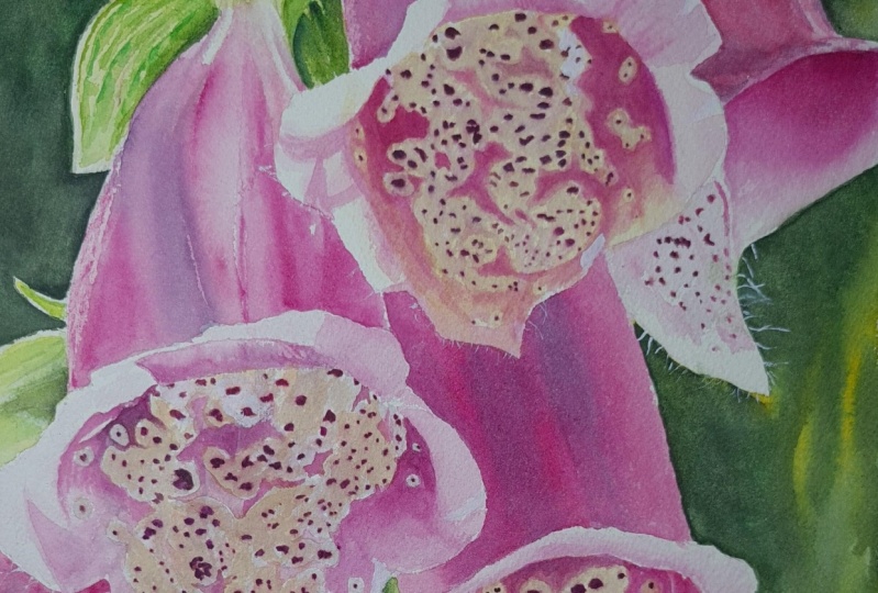 Foxglove