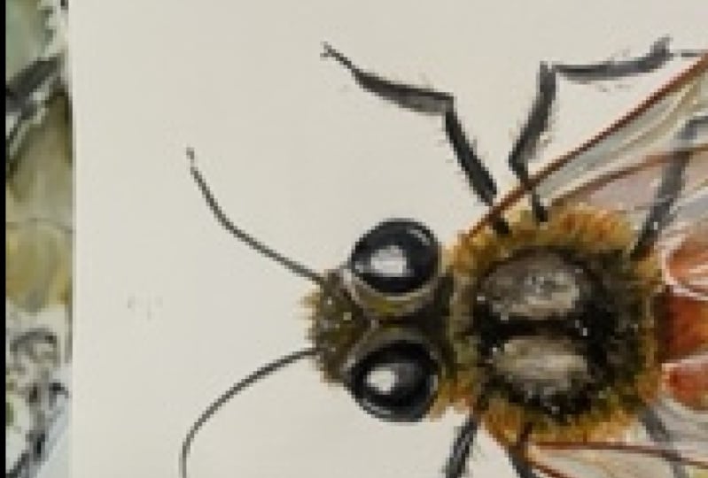 Watercolor bee