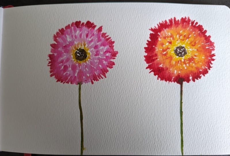 Gerberas