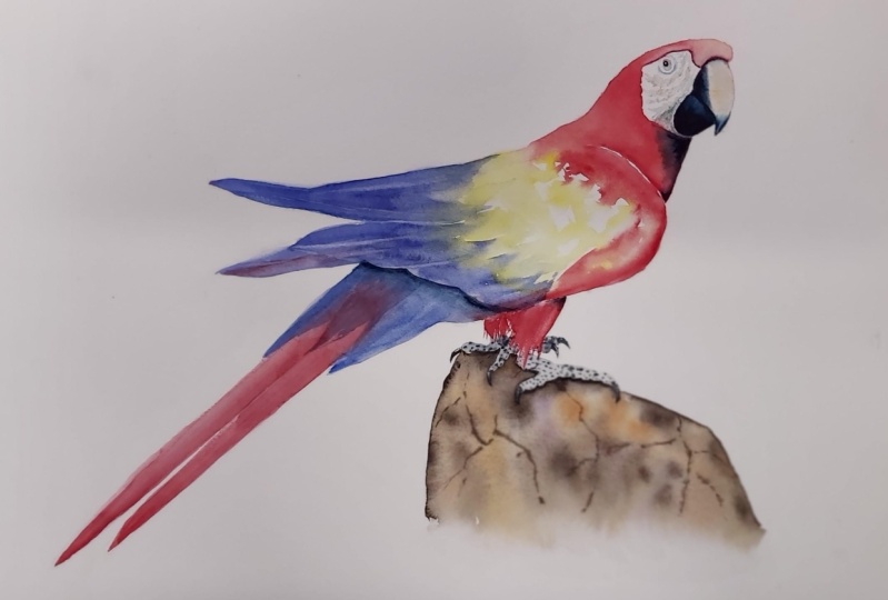 Macaw
