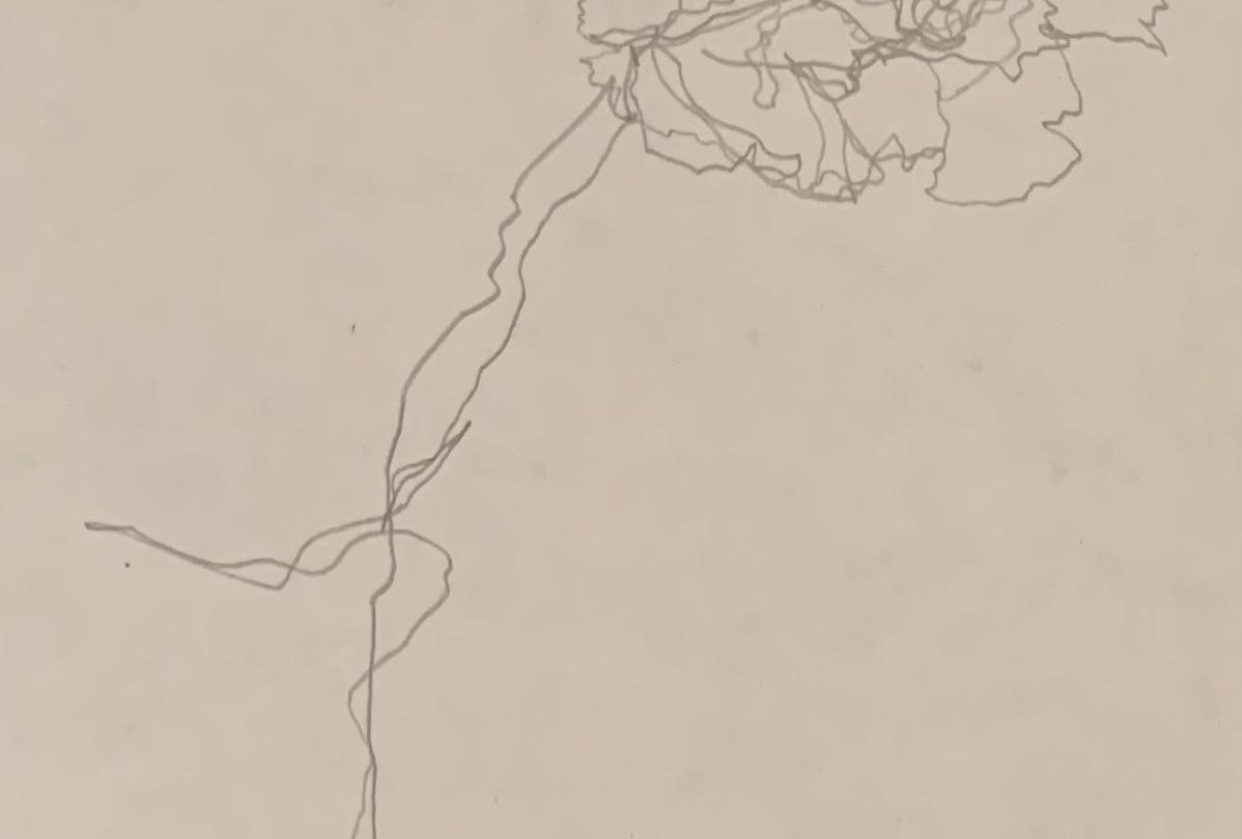 Blind Contour Carnation - student project