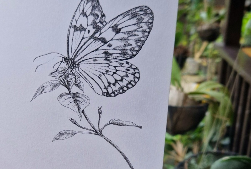 Butterfly