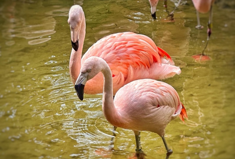 Flamingos
