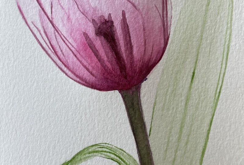 Watercolor tulip transparent technique
