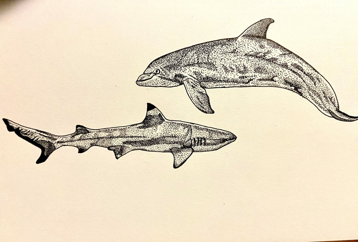 Shark and Dolphin - student project