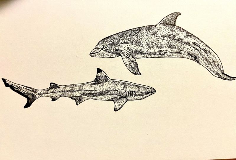 Shark and Dolphin