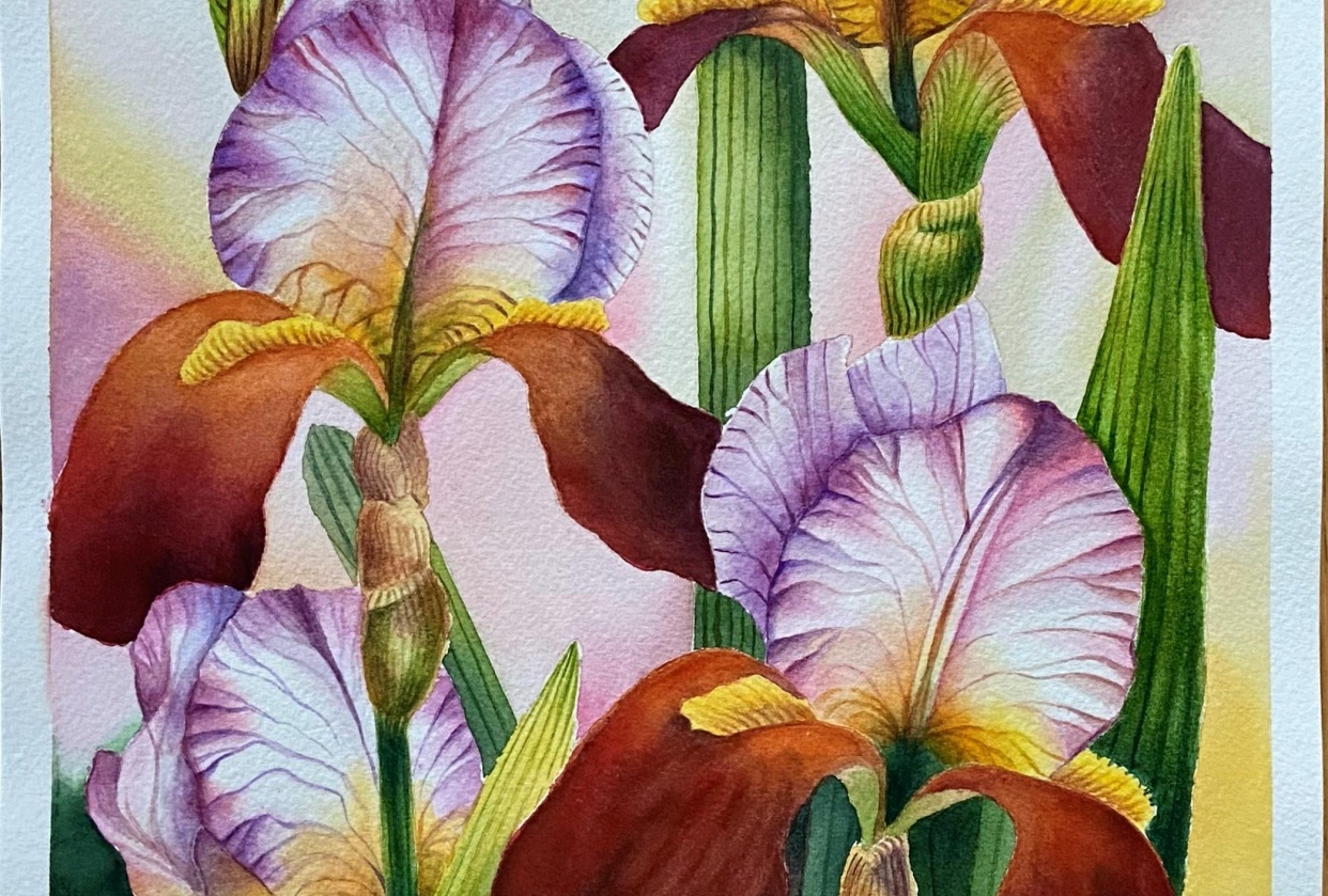 Watercolor Graceful Irises - student project