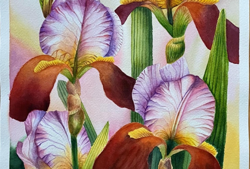 Watercolor Graceful Irises