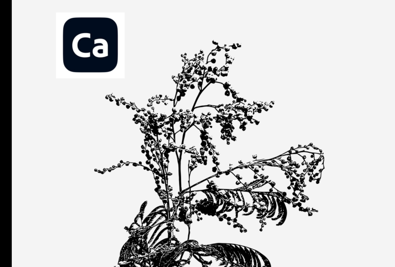 Adobe Capture - images