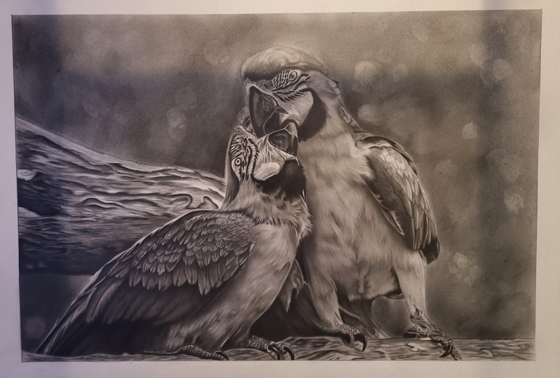 Macaws