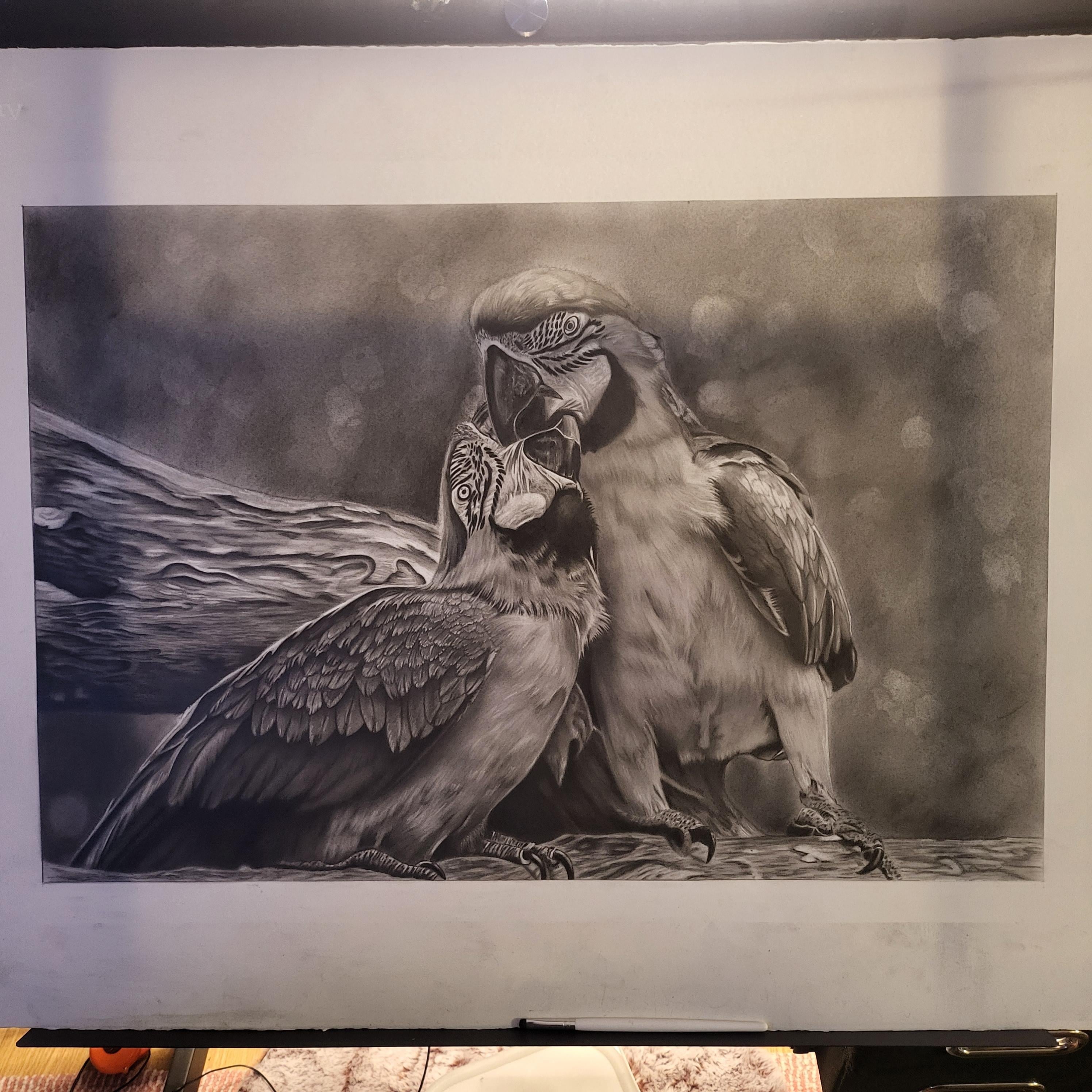 Macaws - student project