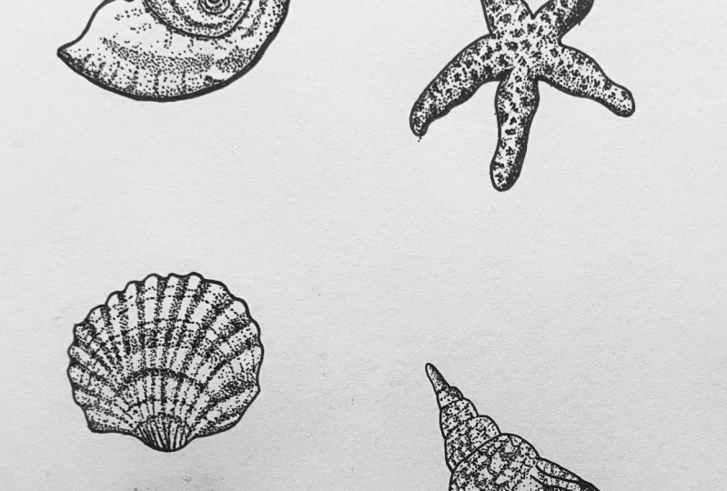 Shells!