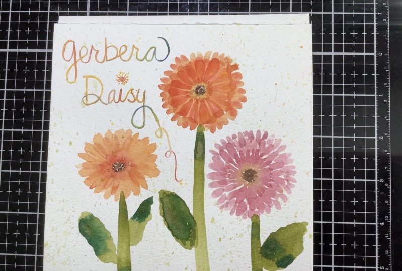 Gerbera Daisies