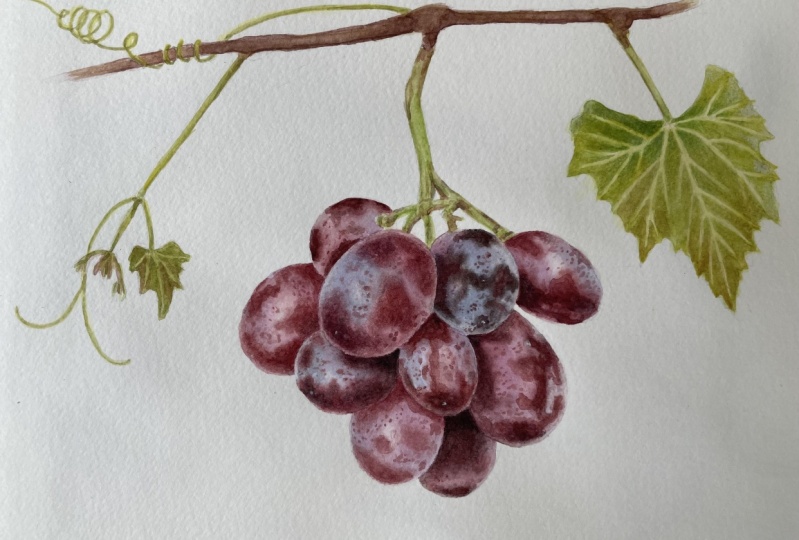 Grapes in watercolour