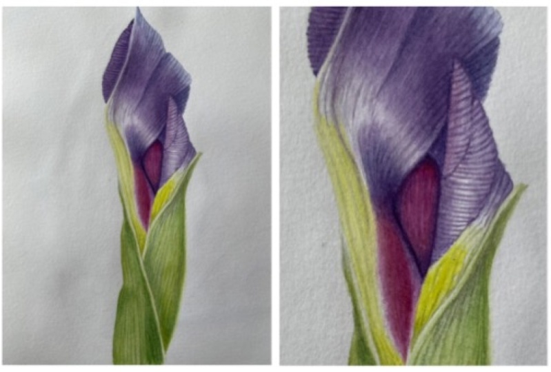 Iris bud