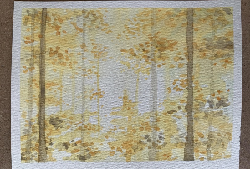 Sunshine forest