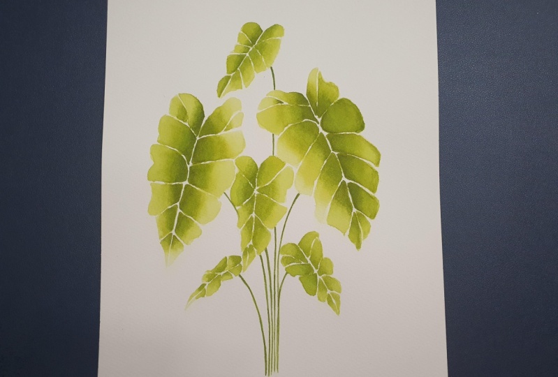Alocasia