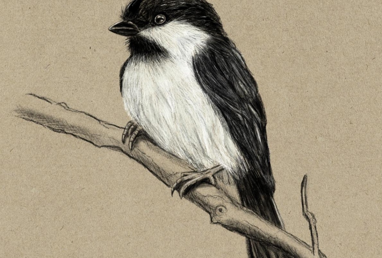 Chickadee - student project