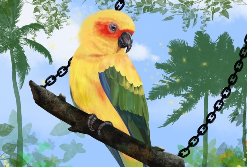 Tropical Birds