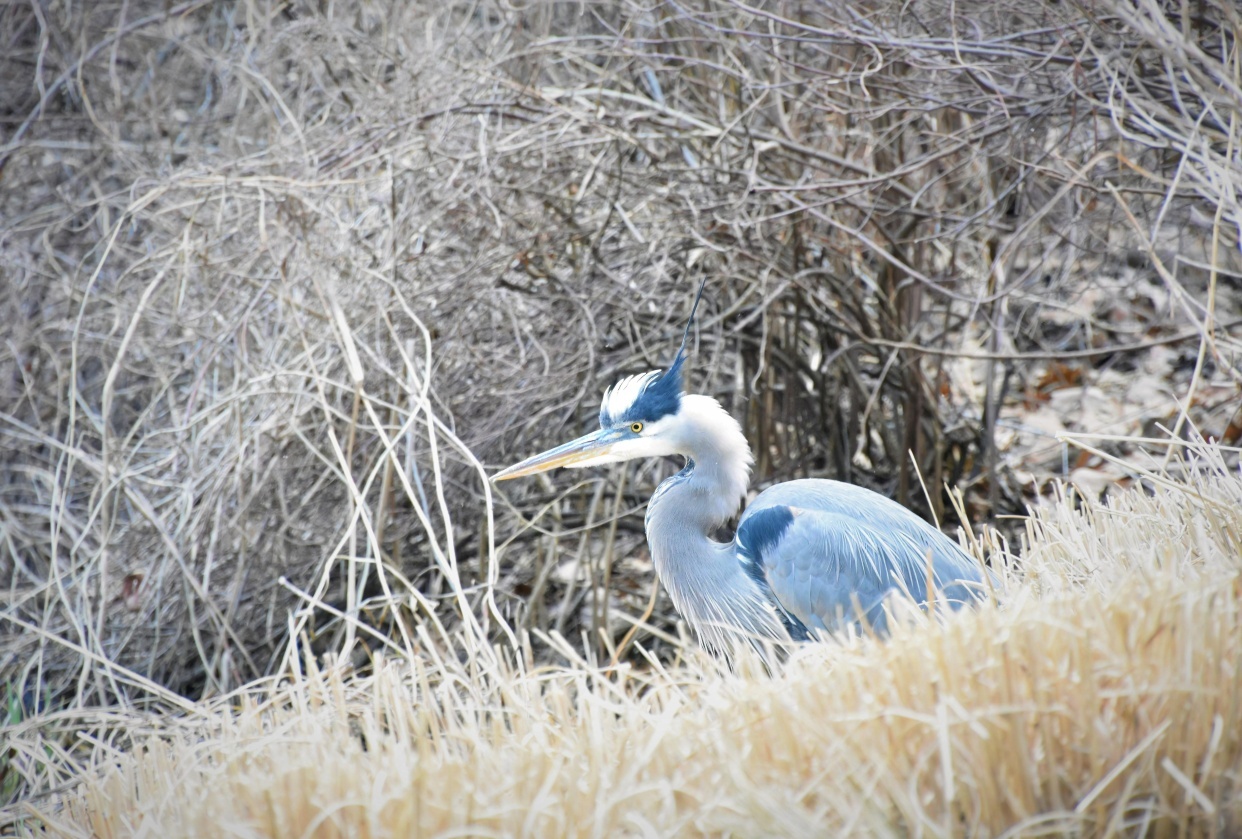 Great blue heron - student project