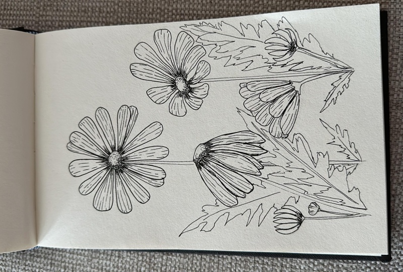 Daisies