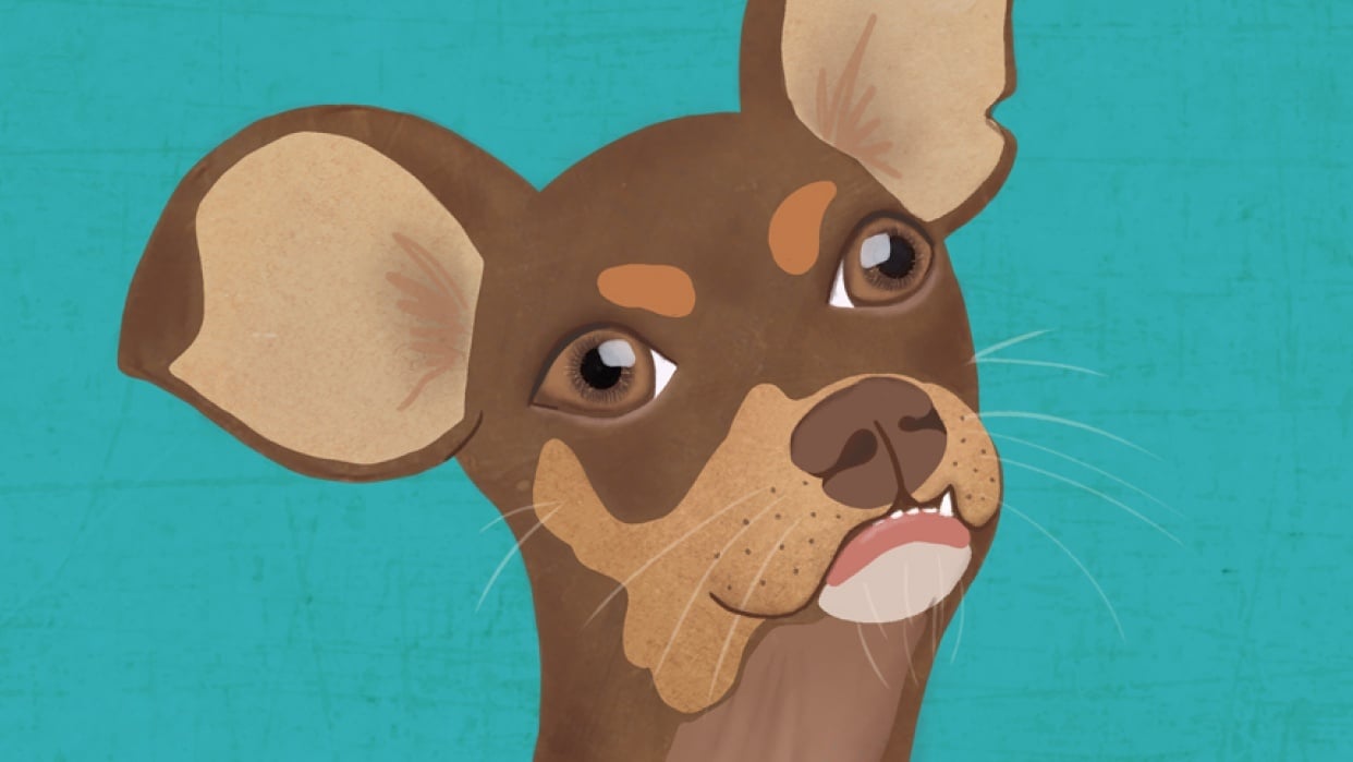 Carmel the rescue dog - student project