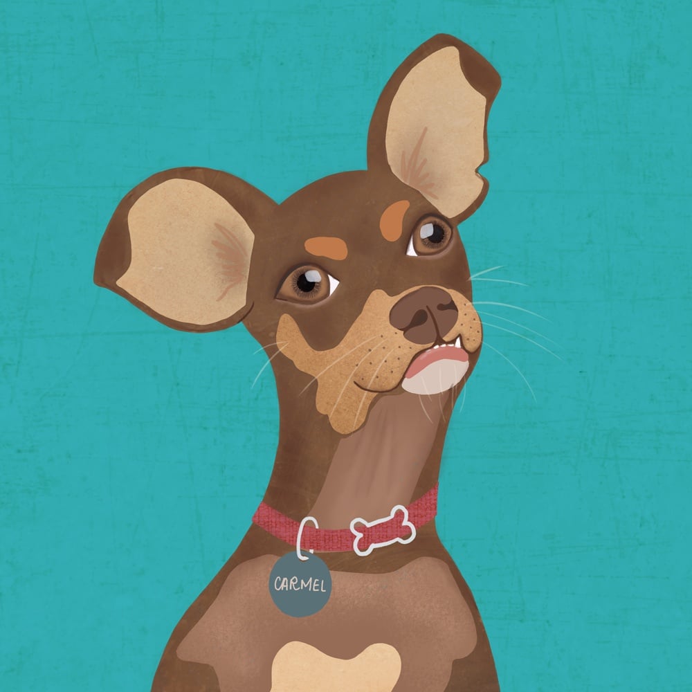 Carmel the rescue dog Skillshare Projects