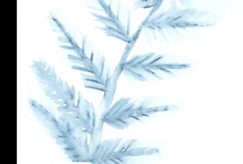 First try of watercolor botanicals