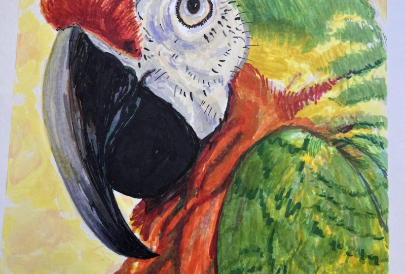 Drawing a parrot with Markers