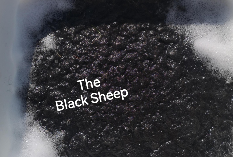 My "sheep wool"