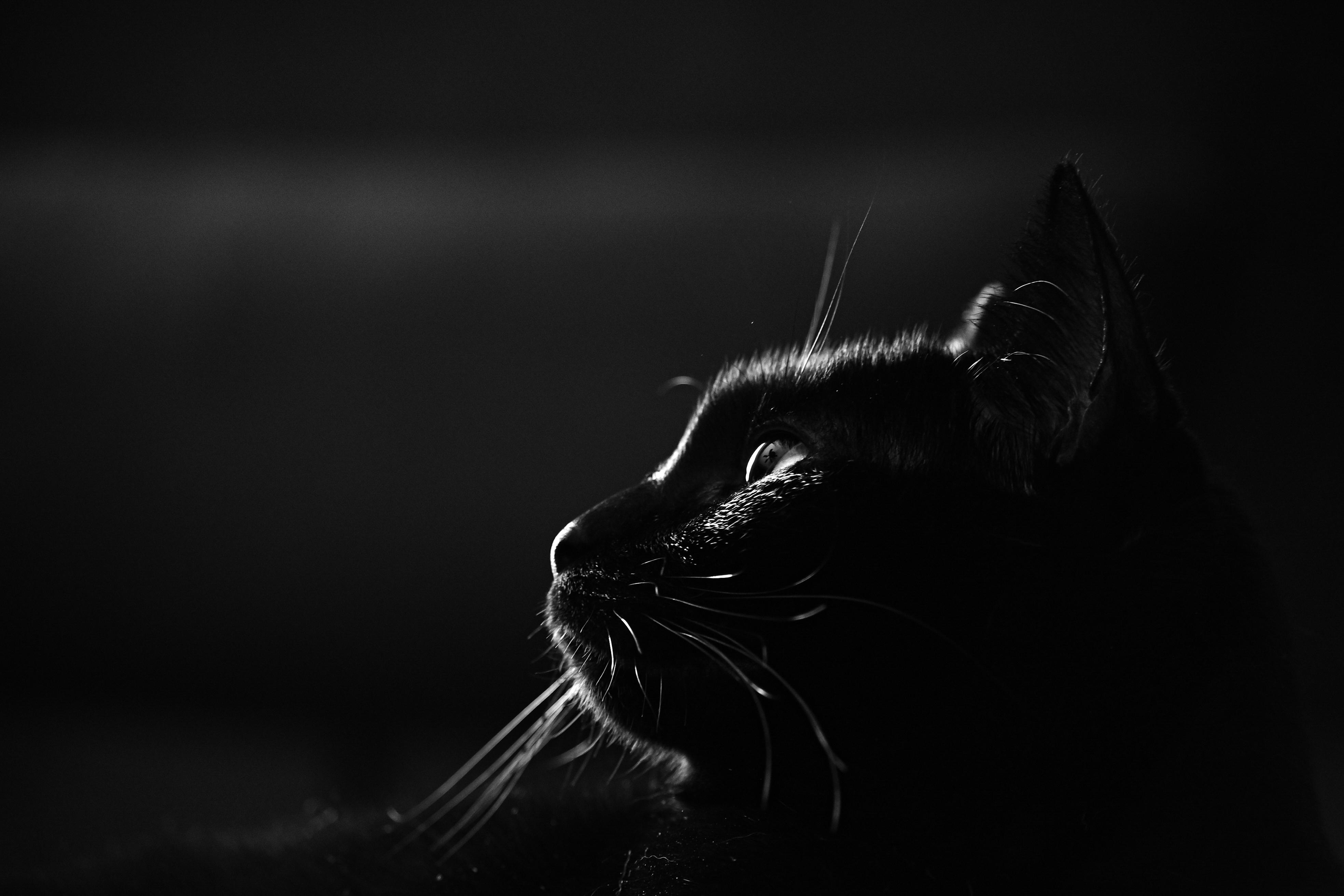 Portrait - student project
