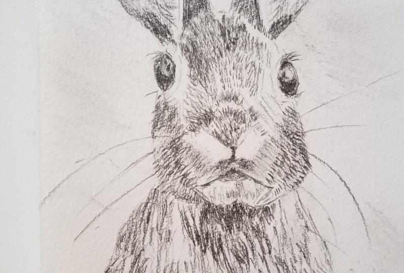 Hare sketch