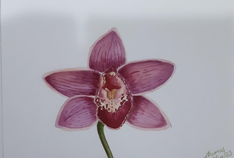 My orchid