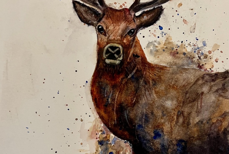 Magestic Watercolor Stag