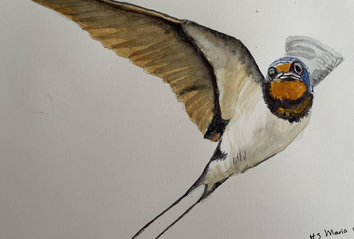 Swallow - student project