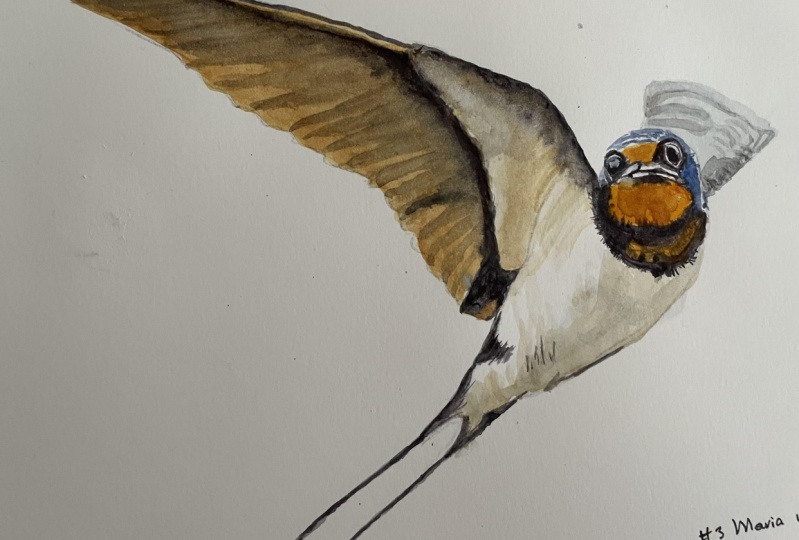Swallow
