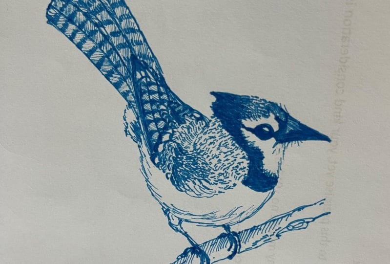 Blue Jay with Stabilo felt tip pen