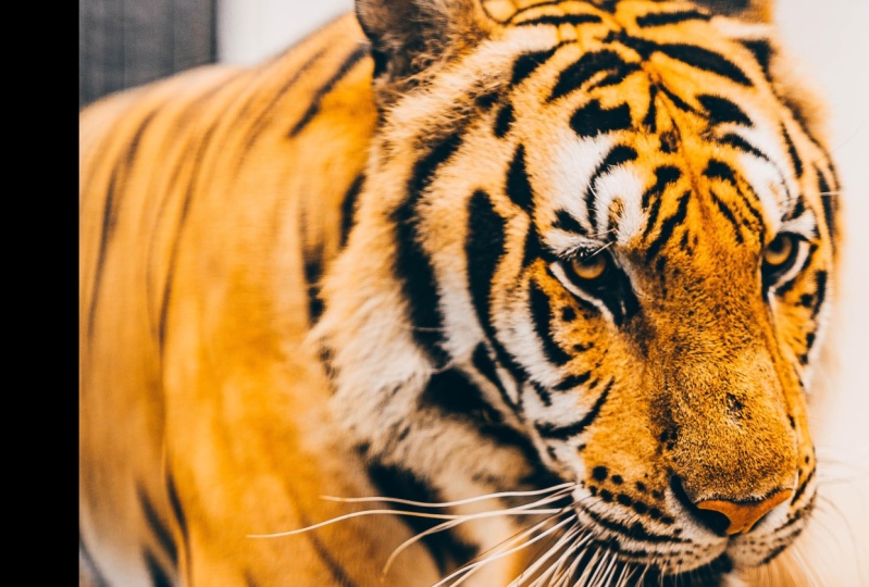 THE TIGER