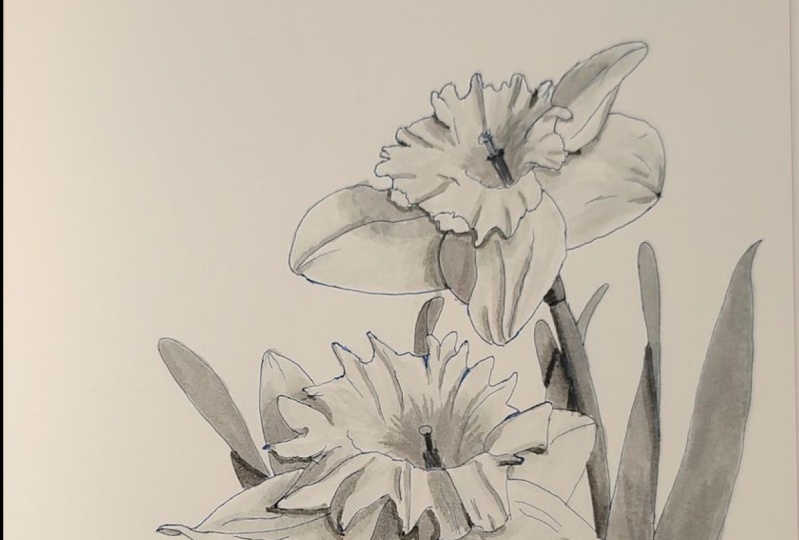 230512_Daffodils