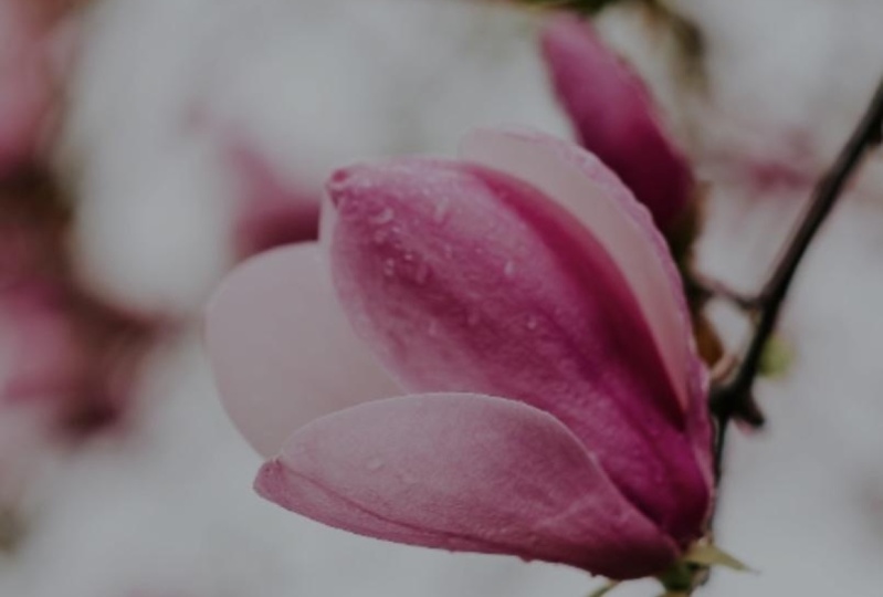 Magnolia Pink Effect