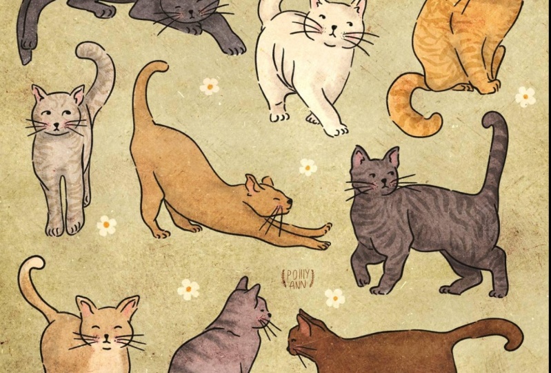 Cats