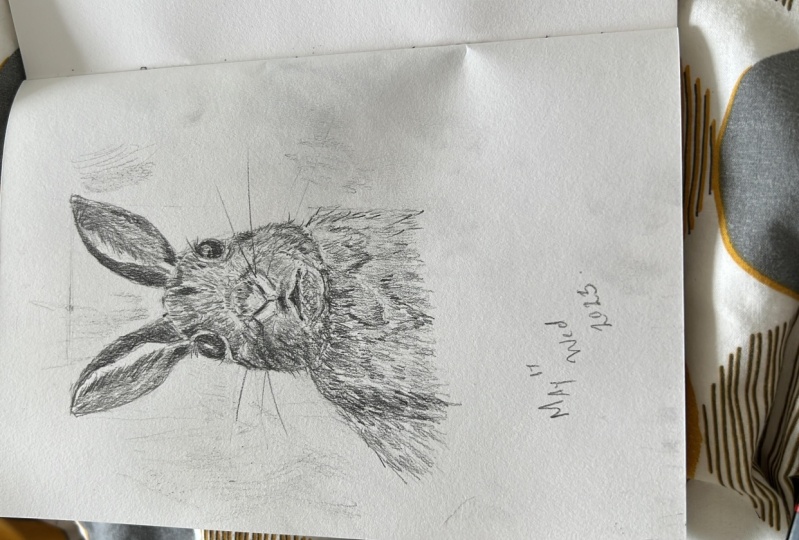 Sketched a hare