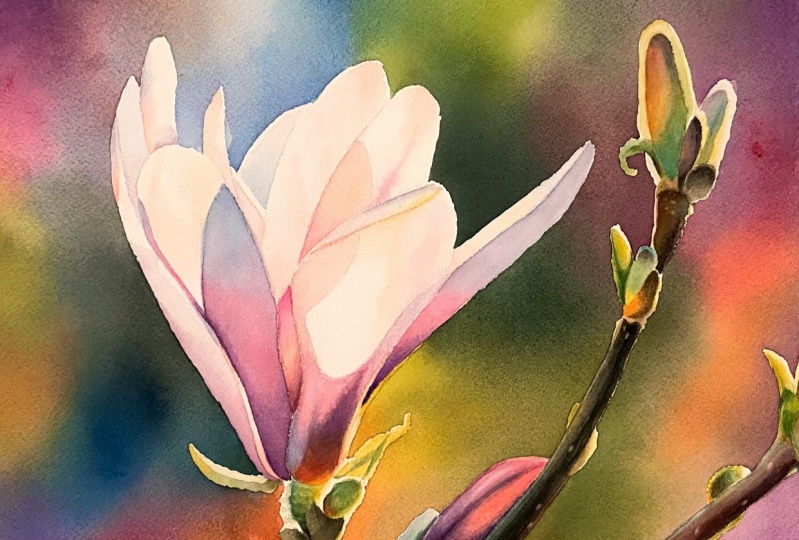 Watercolor Magnolia