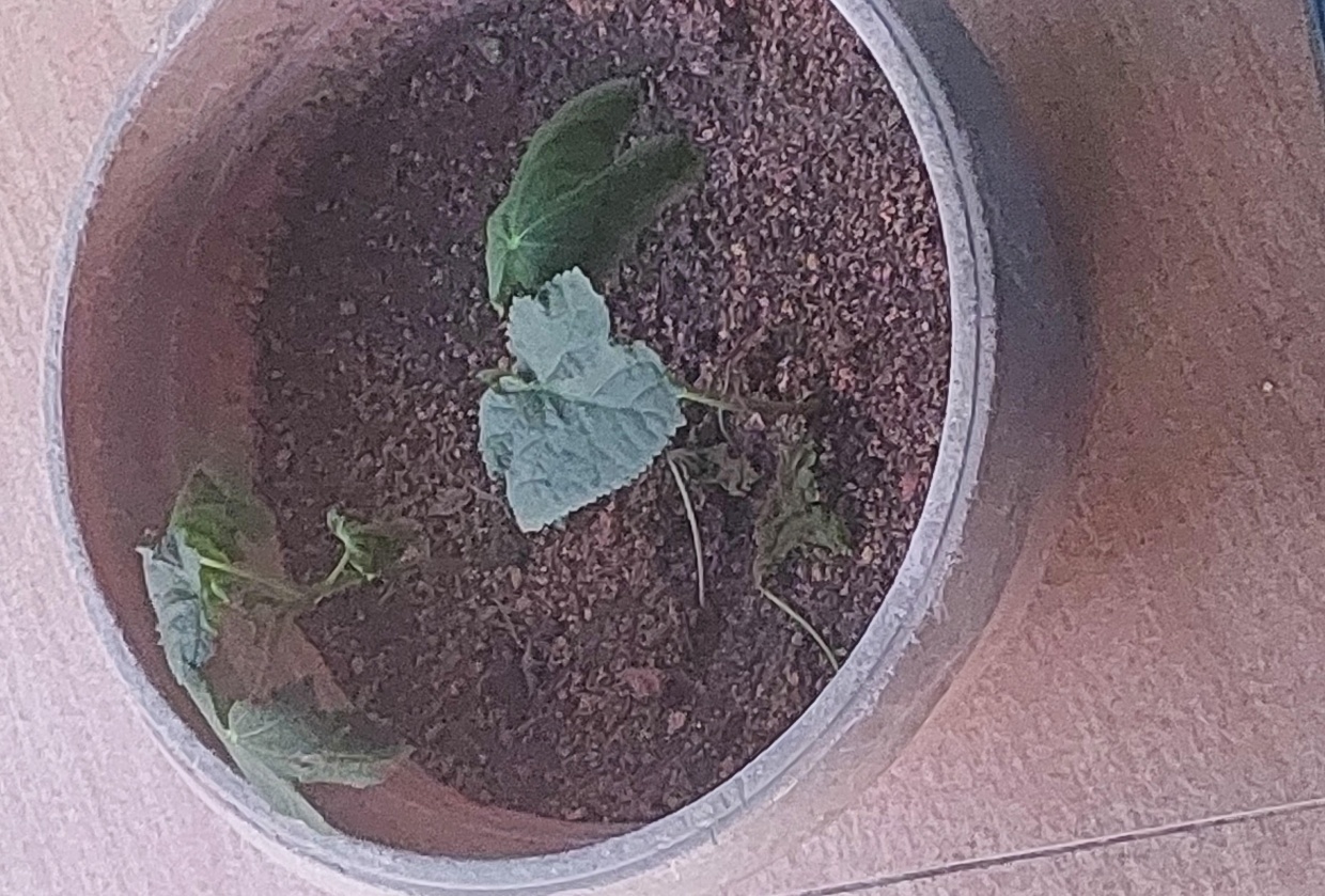 Garden plants - planting ocra - student project