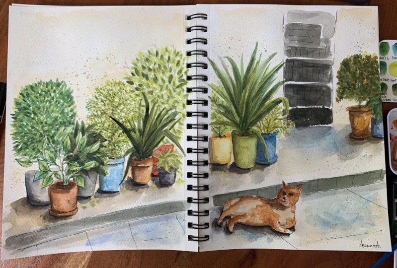 Plantes en pots sur le trottoir.